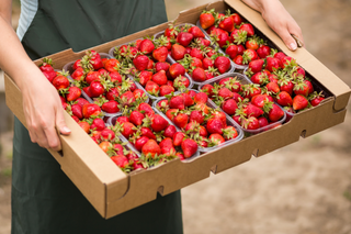 5 Pick-Your-Own Fruit Farms Near London