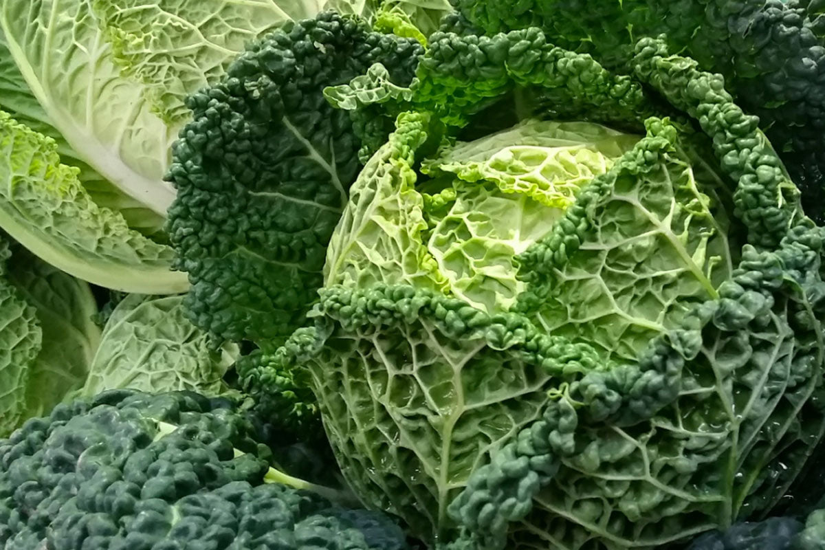 Steamed Savoy Cabbage